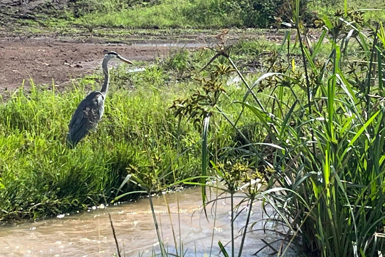 Halvdagsutflykt med fågelskådning Nairobi nationalpark