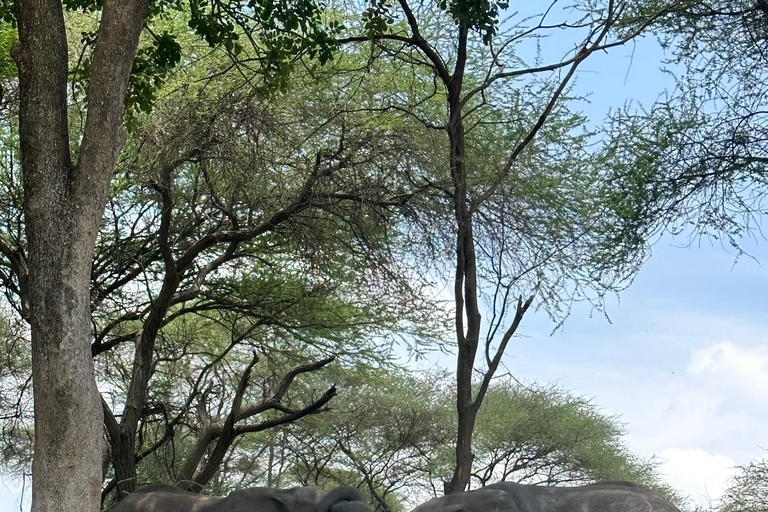 From Zanzibar: 2-Day Saadani Safari with Flight & meal