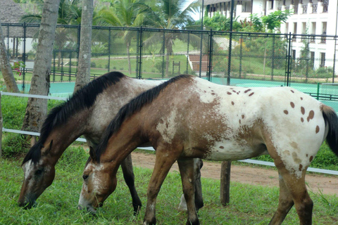 Mnemba Snorkeling Tour, Turtle Snorkeling, Horse Riding Tour