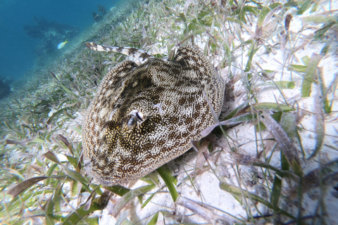 Snorkel Tour: alla ricerca delle tartarughe nella laguna della barriera corallina di Mahahual