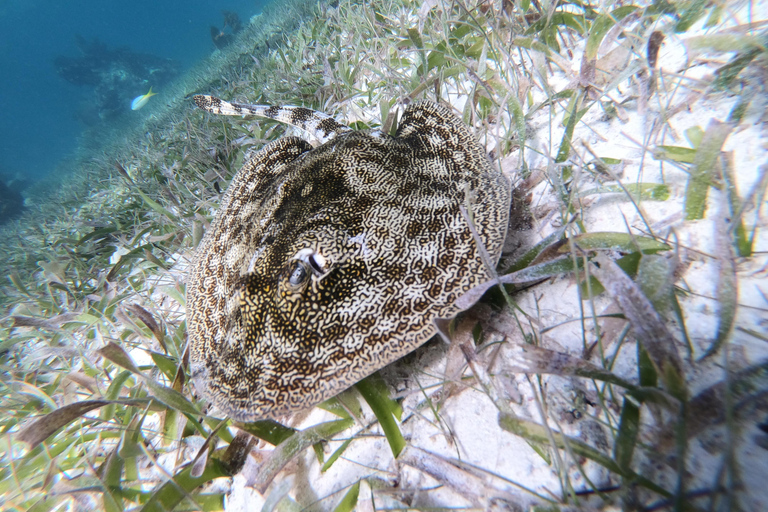 Excursion avec masque et tuba : à la recherche de tortues dans la lagune de récifs de MahahualExcursion avec masque et tuba : à la recherche de tortues dans le lagon de Mahahual