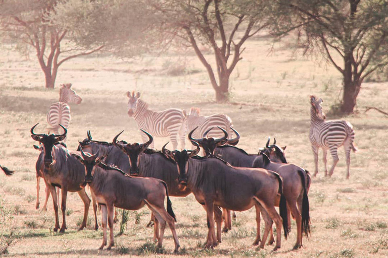 Ngorongoro Conservation Area Day Trip