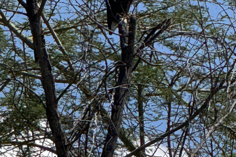 4 jours de safari au Serengeti, au Ngorongoro et au Tarangire