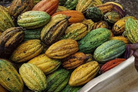 Punta Cana: Cultural Tour with Coffee Tasting, Cocoa & Lunch