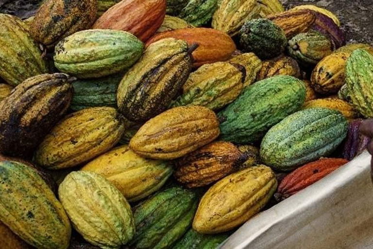 Punta Cana: Cultural Tour with Coffee Tasting, Cocoa & Lunch