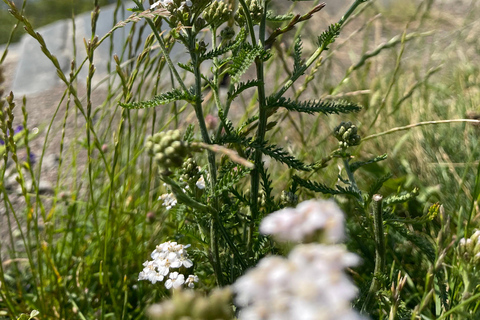 Oslo: Hovedøya Island BBQ & Guided Walk