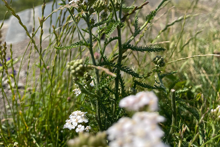 Oslo: Hovedøya Island BBQ & Guided Walk