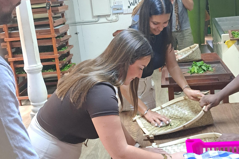Ella: Organic Tea Plantation Tour with Tea Making & Tasting