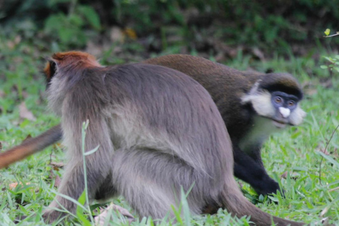Bigodi Wetland Walk Primates & Birds near Kibale NP