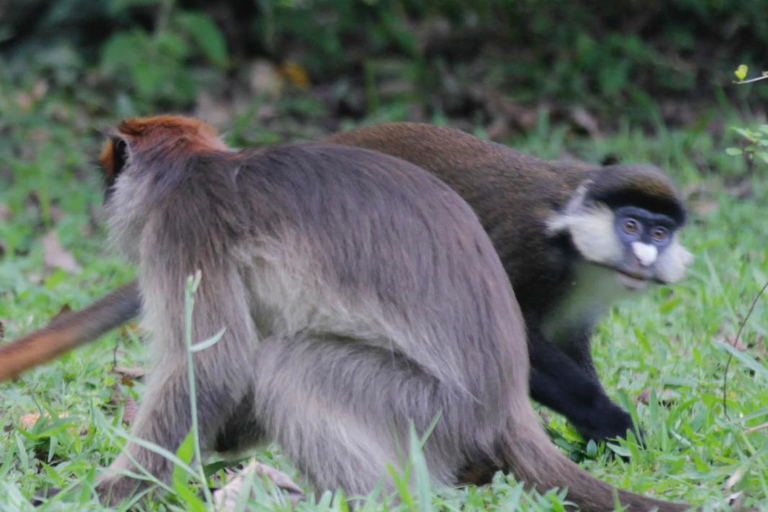 Bigodi Wetland Walk Primates & Birds near Kibale NP