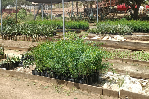 De Puerto Escondido: De Gataway a Oaxaca em um dia.