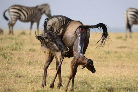 Safari de 5 días al Serengeti, Ngorongoro y Lago Natron