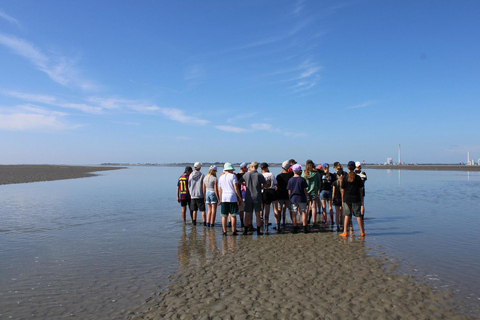 Butjadingen: Guided mudflat hike in the World Natural Heritage Site Butjadingen: Guided mudflat hike in the World Natural Heritage