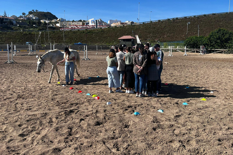 Gran Canaria: Transformative Experience with Horses: Connect and Enjoy Session Groups 5 to 10 people