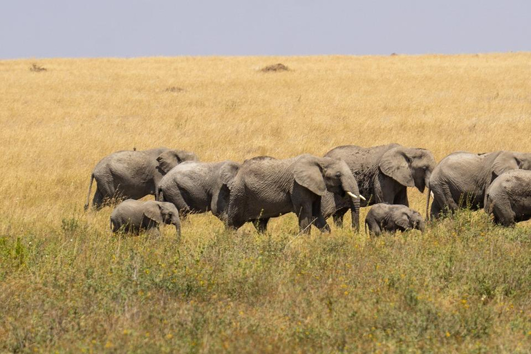 Safári com orçamento de grupo de 8 dias pelo Quênia e Tanzânia