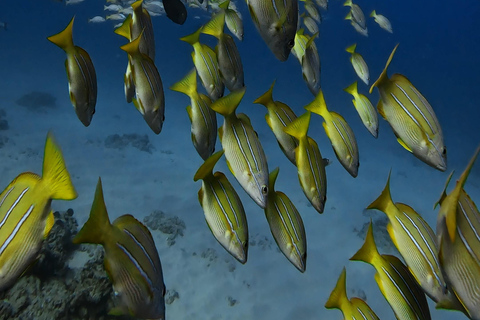 Waikiki : Visite en petit groupe du Turtle Canyon avec masque et tuba
