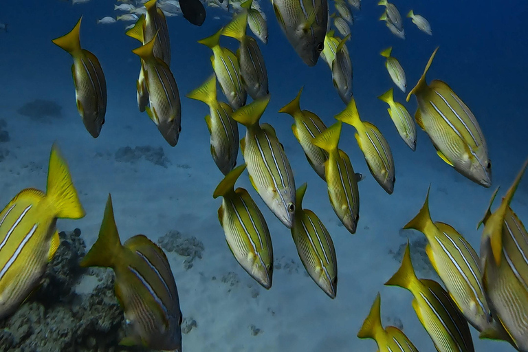 Waikiki : Visite en petit groupe du Turtle Canyon avec masque et tuba