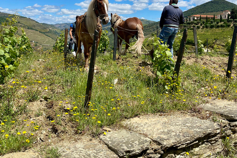 Porto to Douro Valley Private tour in a 4x4 like a native Privat tour Offroad Douro Valley