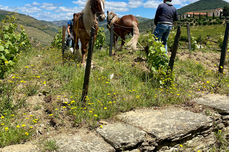 Porto to Douro Valley Private tour in a 4x4 like a native Privat tour Offroad Douro Valley