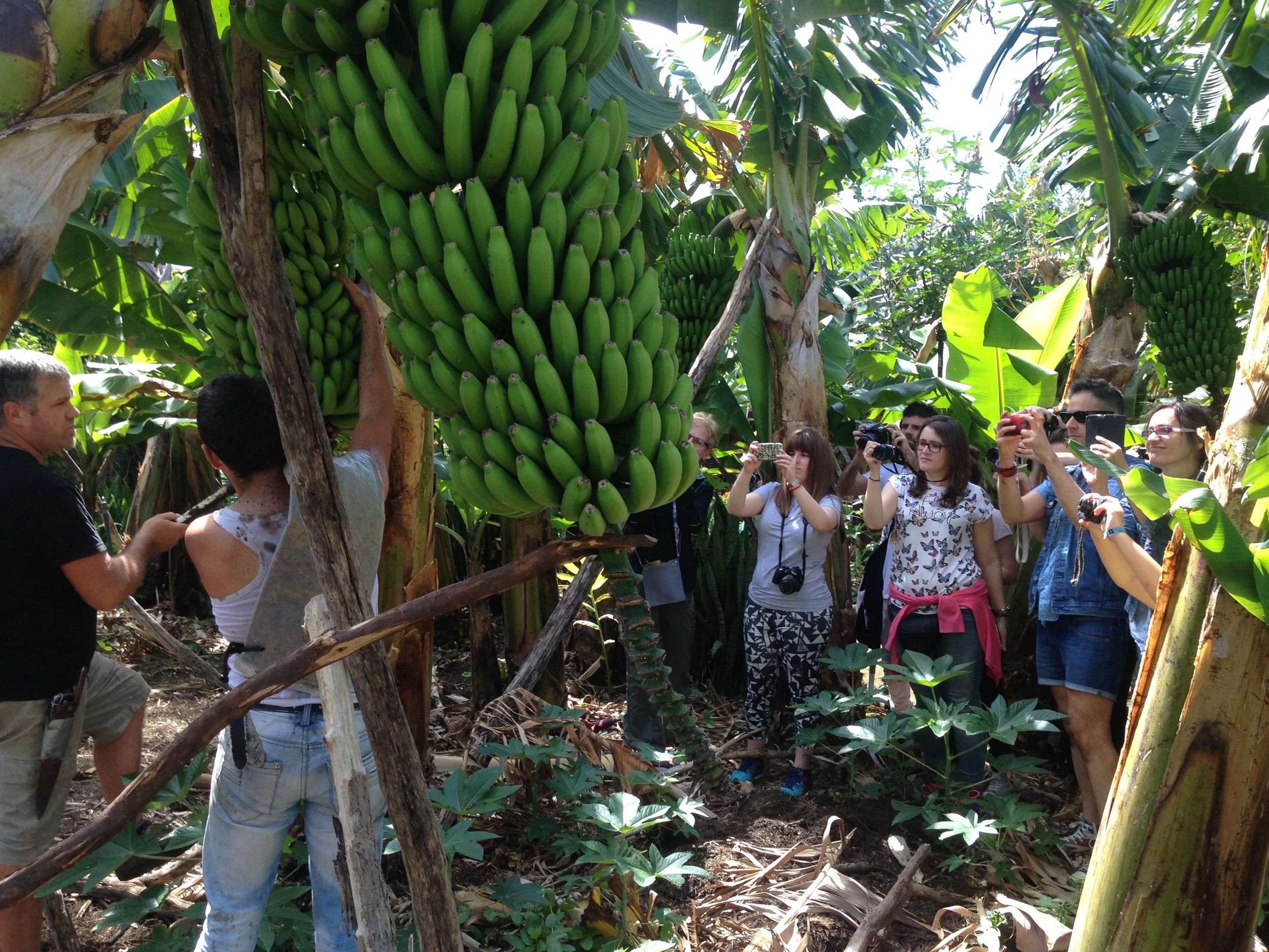 La Palma: Tour durch den essbaren Wald PlatanoLógico