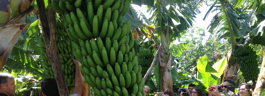 La Palma : Visite de la forêt comestible PlatanoLógico