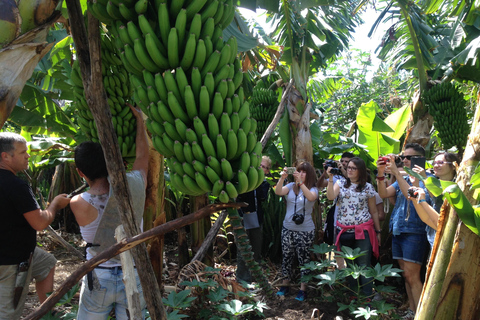 La Palma: Wycieczka z przewodnikiem po &quot;jadalnym lesie&quot; EcoFinca Platanologico.