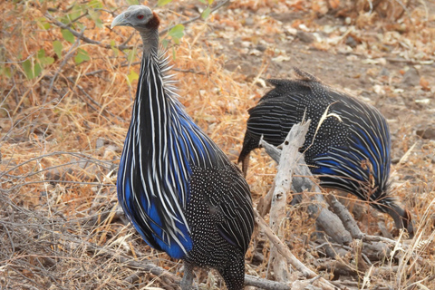 3 Dagen Safari in Samburu, Buffelsbronnen en Shaba Reservaat