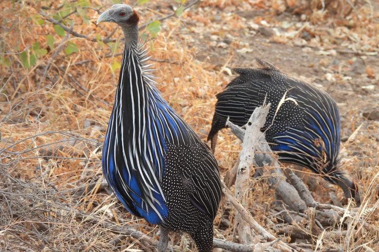 3 Dagen Safari in Samburu, Buffelsbronnen en Shaba Reservaat