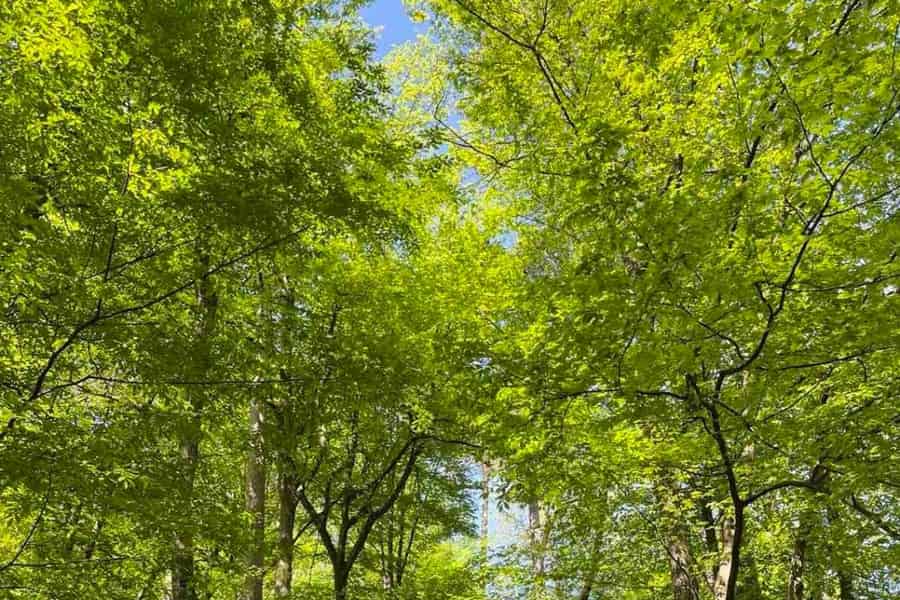 Ljubljana: Grüne Tour und persönliches Walderlebnis. Foto: GetYourGuide