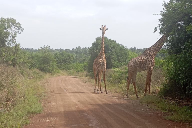 Nairobi: Amboseli National Park and Maasai Village Day Trip