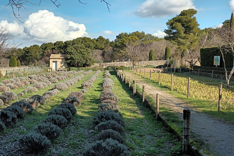 夏季之旅，4天/ 3晚，骑电动自行车探索普罗旺斯夏季之旅，4天/3夜，骑电动自行车探索普罗旺斯