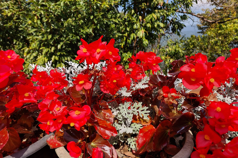 Chiang Rai: Mountains Discovery Doi Mae Salong & Doi Tung Mountains Discovery:Doi Mae Salong & Doi Tung (Private Tour)