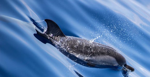 Von Villefranche-sur-Mer: Führung mit Delfinbeobachtung