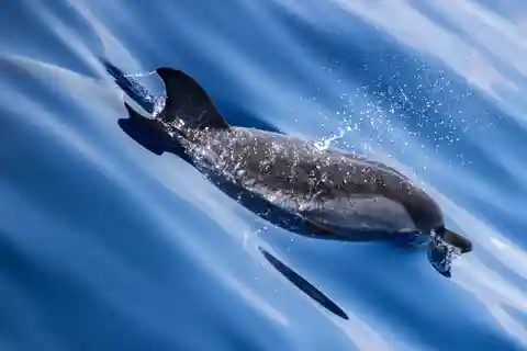 From Villefranche-sur-Mer: Guided Dolphin-Watching Tour