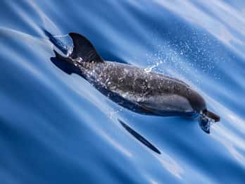 From Villefranche-sur-Mer: Guided Dolphin-Watching Tour