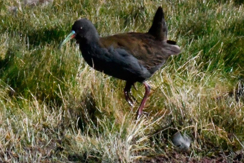 Puno: Birdwatching in the Titicaca National Reserve