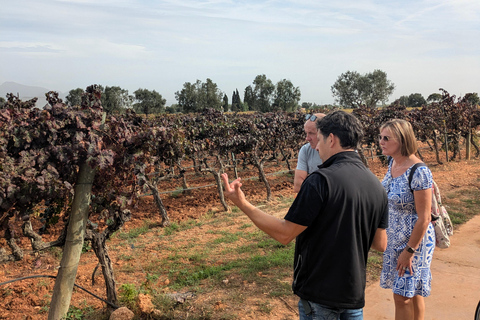 Von Palma de Mallorca aus: Private Tour zu Wein und lokalen Aromen