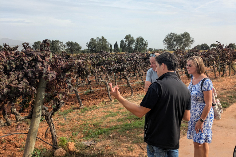 Vanuit Palma de Mallorca: Privétour met wijn en lokale smaken