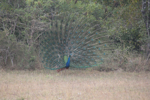 Habarana: Pure Village Life and Cultural Experience Day Tour we make real and untouched sri lankan experience