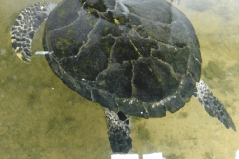 Bentota Village tour By Tuk Tuk