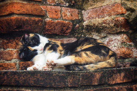 Lugar declarado patrimonio de la humanidad por la UNESCO: tour privado por AyutthayaTour por Ayutthaya + guía de habla inglesa