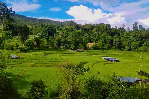 Chiang Mai: Jungle Trek, Elephants care & Bamboo Rafting