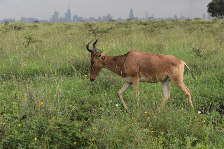 Nairobi: National Park Half-Day Tour