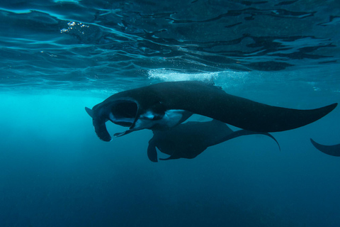 From Bali: Nusa Penida Private Snorkeling Tour with Lunch Shared Boat Trip with Meeting Point at Sanur