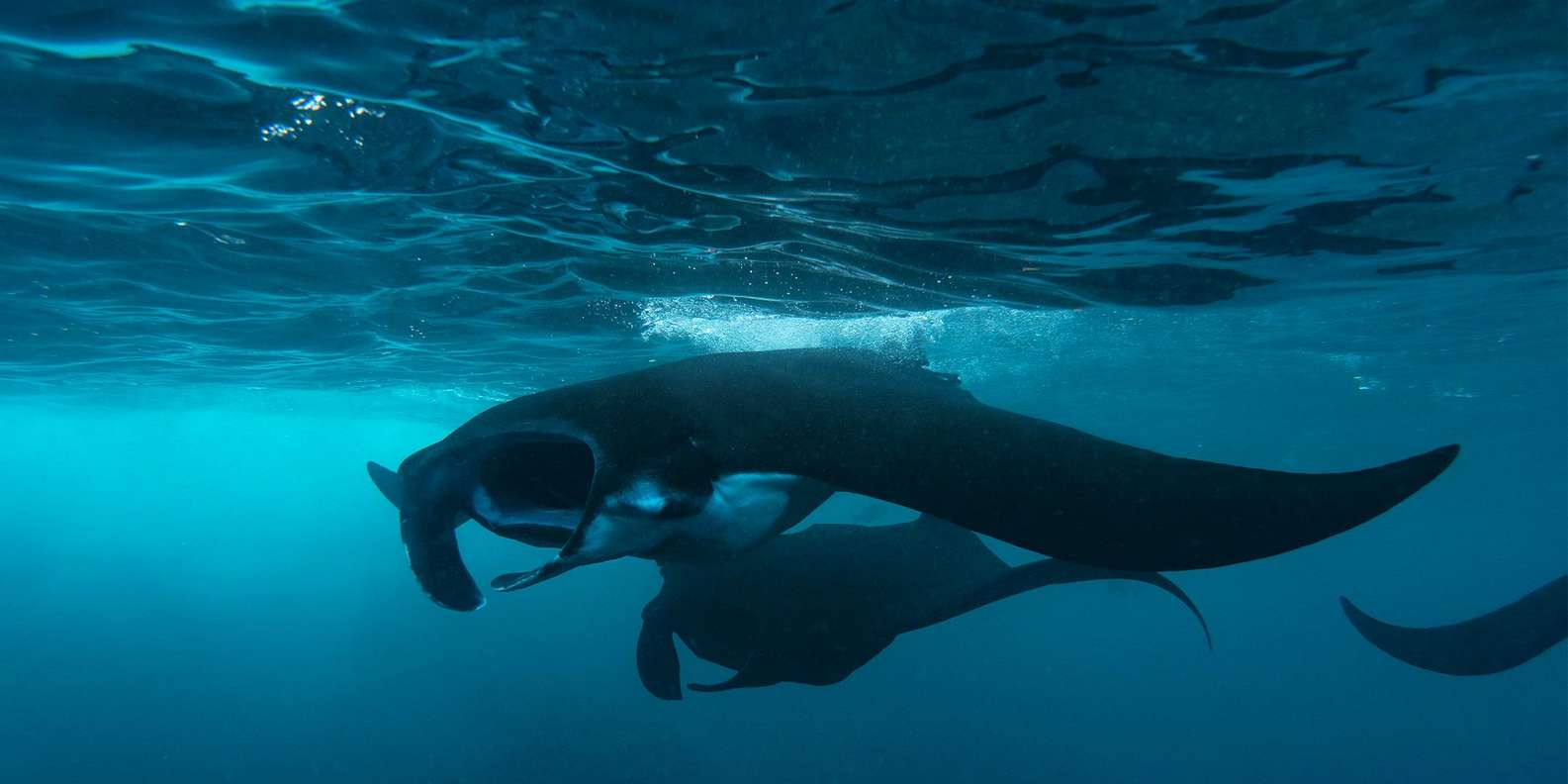 From Bali: Nusa Penida Private Snorkeling Tour with Lunch