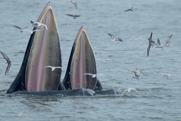 From Pattaya: Upper Gulf of Thailand Whale Watching Day Tour