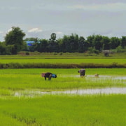 Kampot to Ha Tien Border: Countryside & Pepper Farm Tour Kampot to Ha Tien Border: Countryside & Pepper Farm Tour