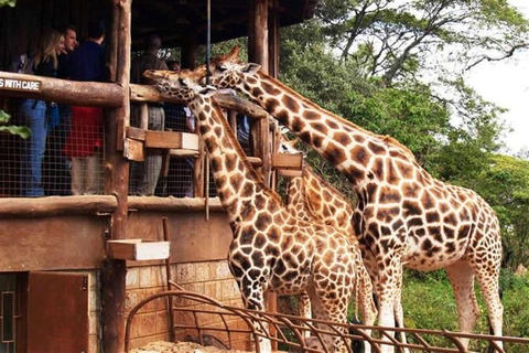 Półdniowa wycieczka Sheldrick Wildlife Trust i centrum żyraf