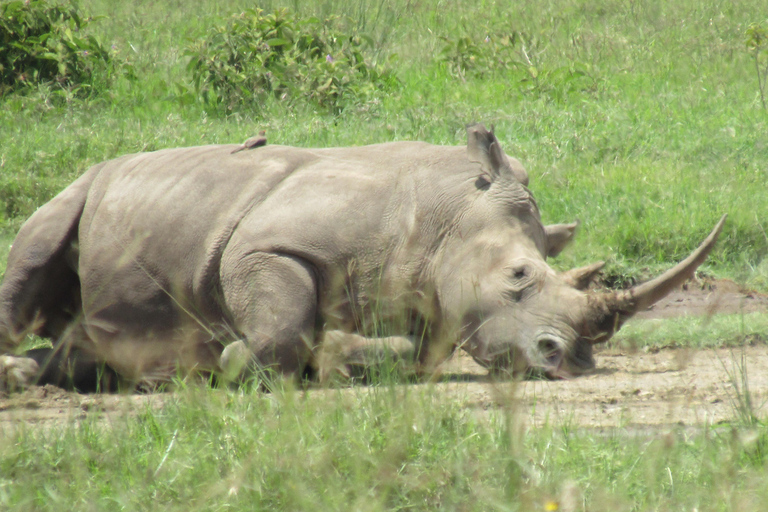 De Nairobi: Viagem de 1 dia ao Parque Nacional do Lago Nakuru