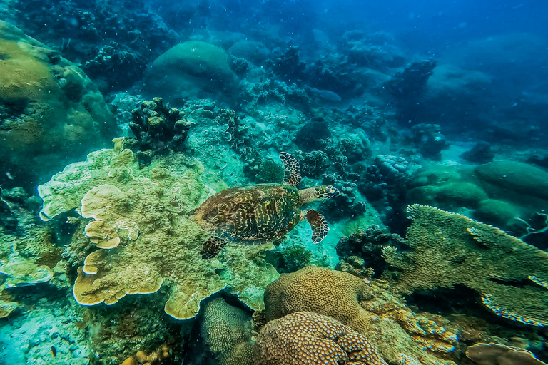 Koh Samui: Koh Tao and Nangyuan Snorkeling Tour with Lunch